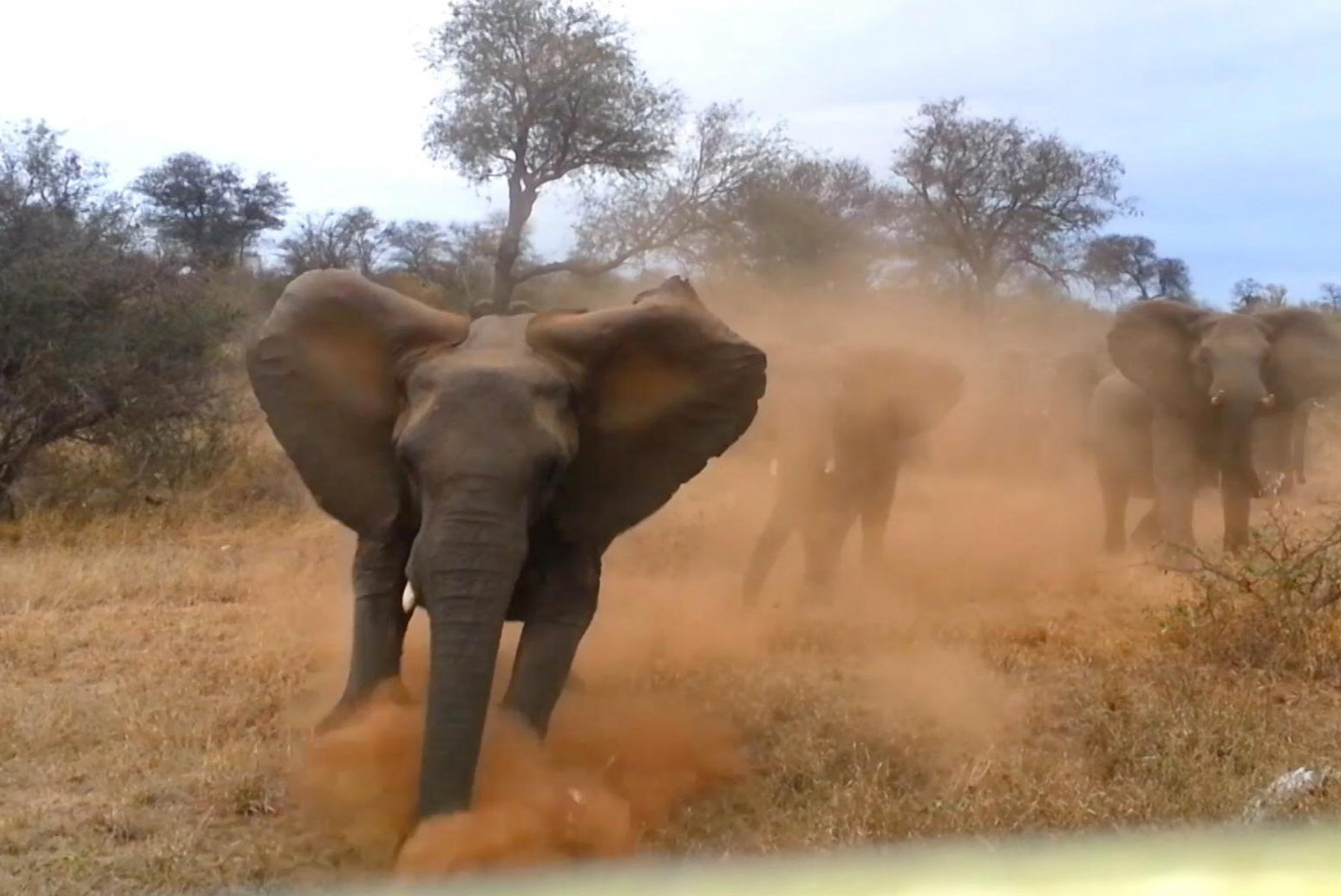 Elephant
