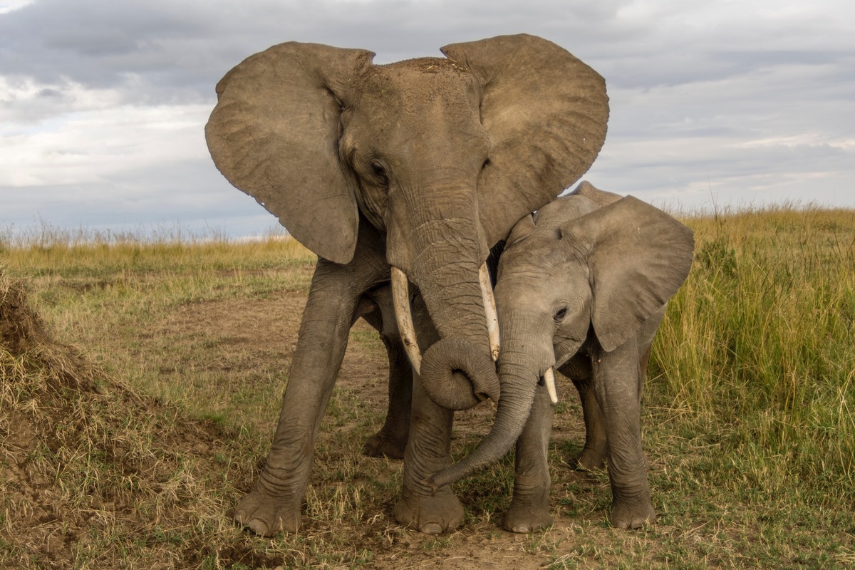 Elephant