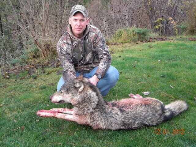 Loup