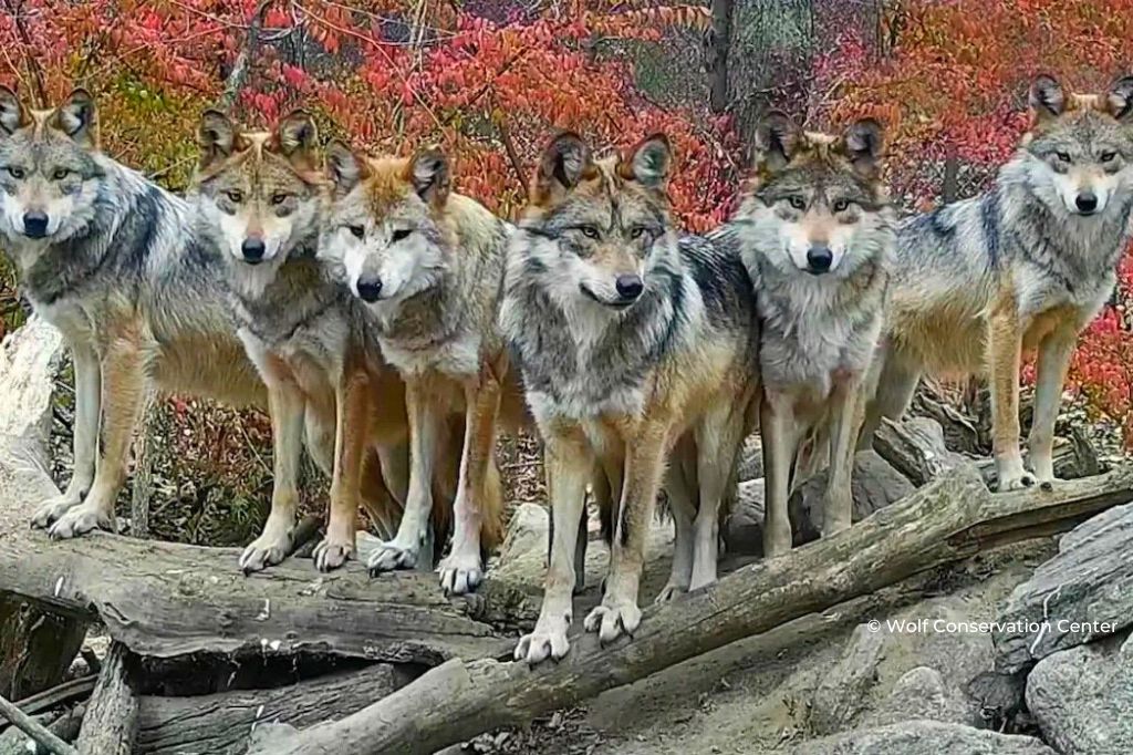 Loup