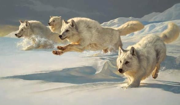 Loup