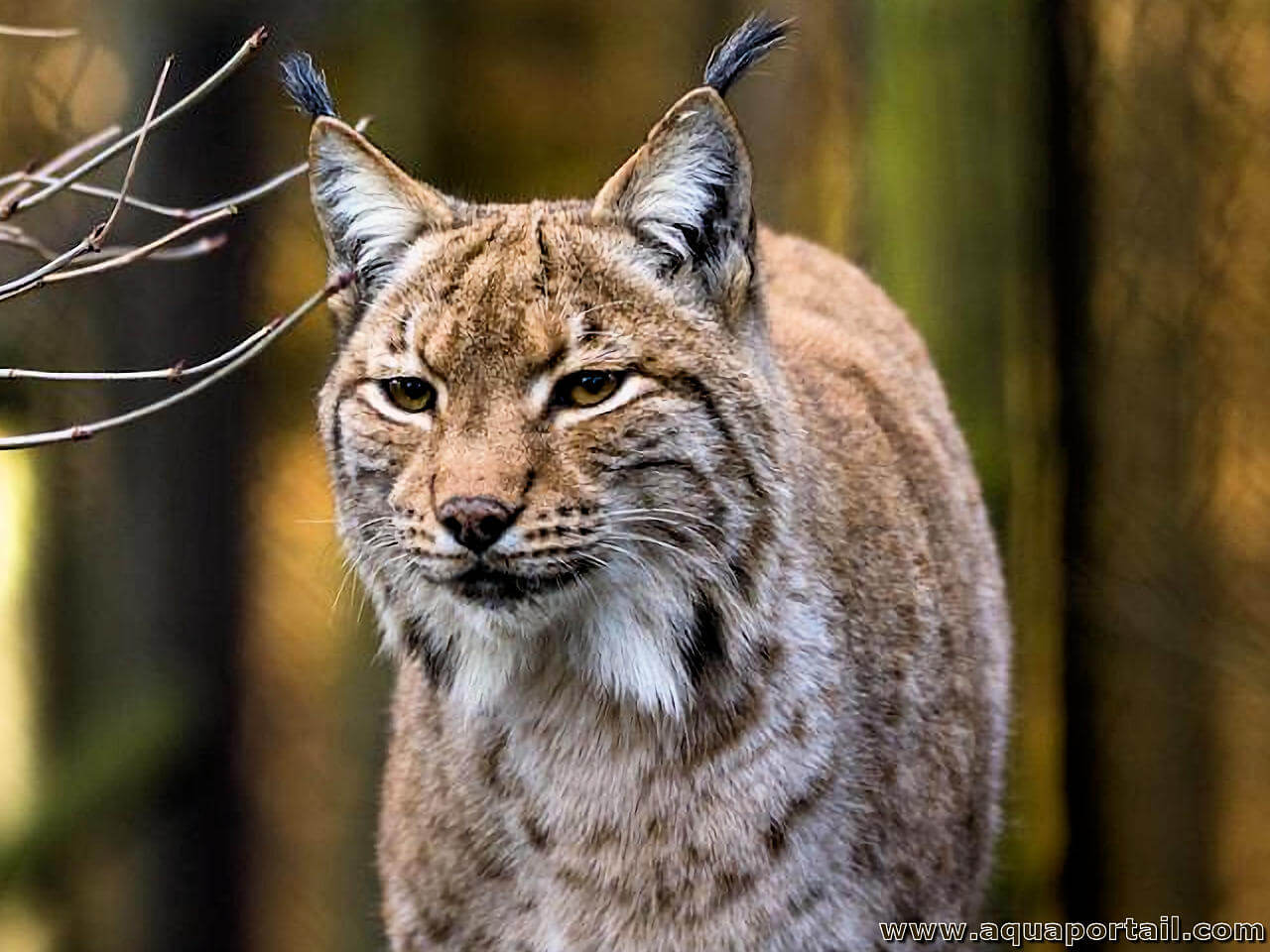 Le Lynx boréal