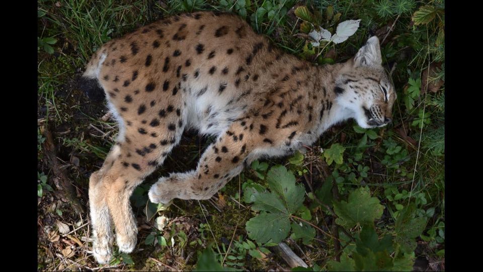 Lynx
