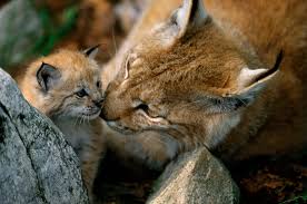 Lynx