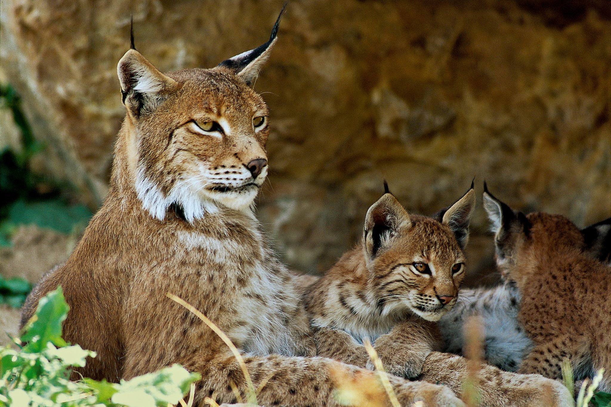 Lynx