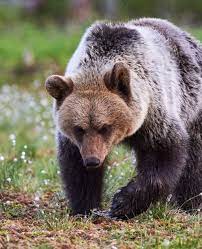 Ours