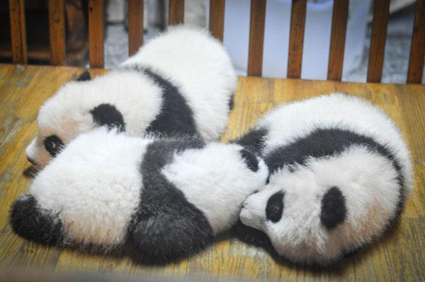 Panda bébé