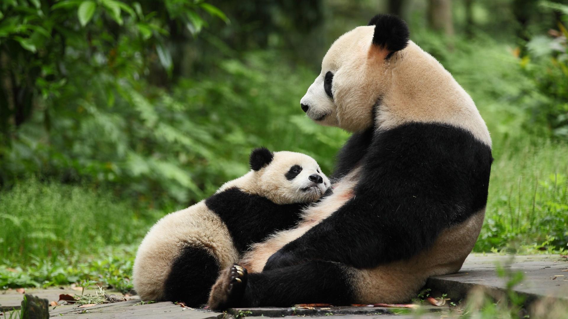 Panda