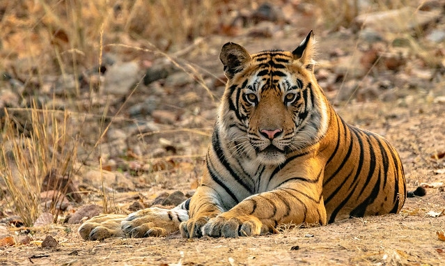 Tigre
