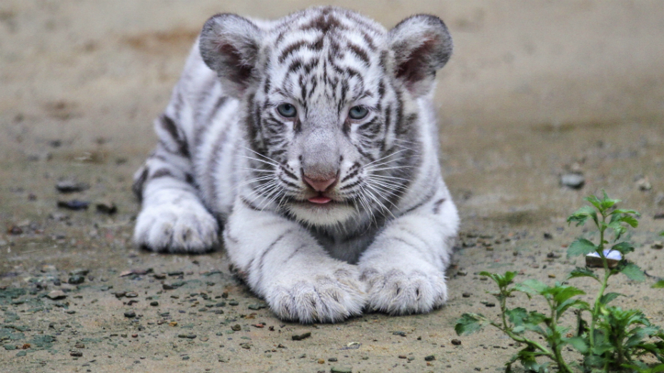 Tigre