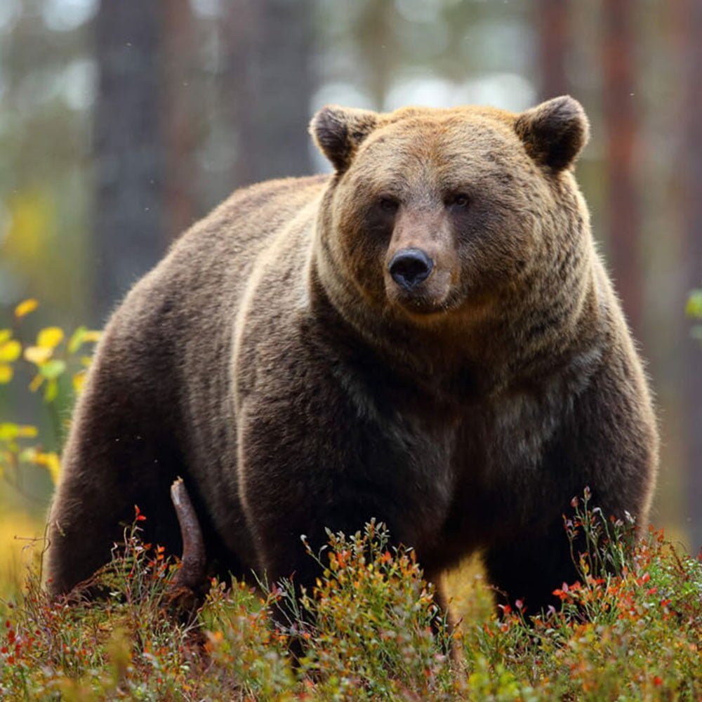 Les Ours bruns